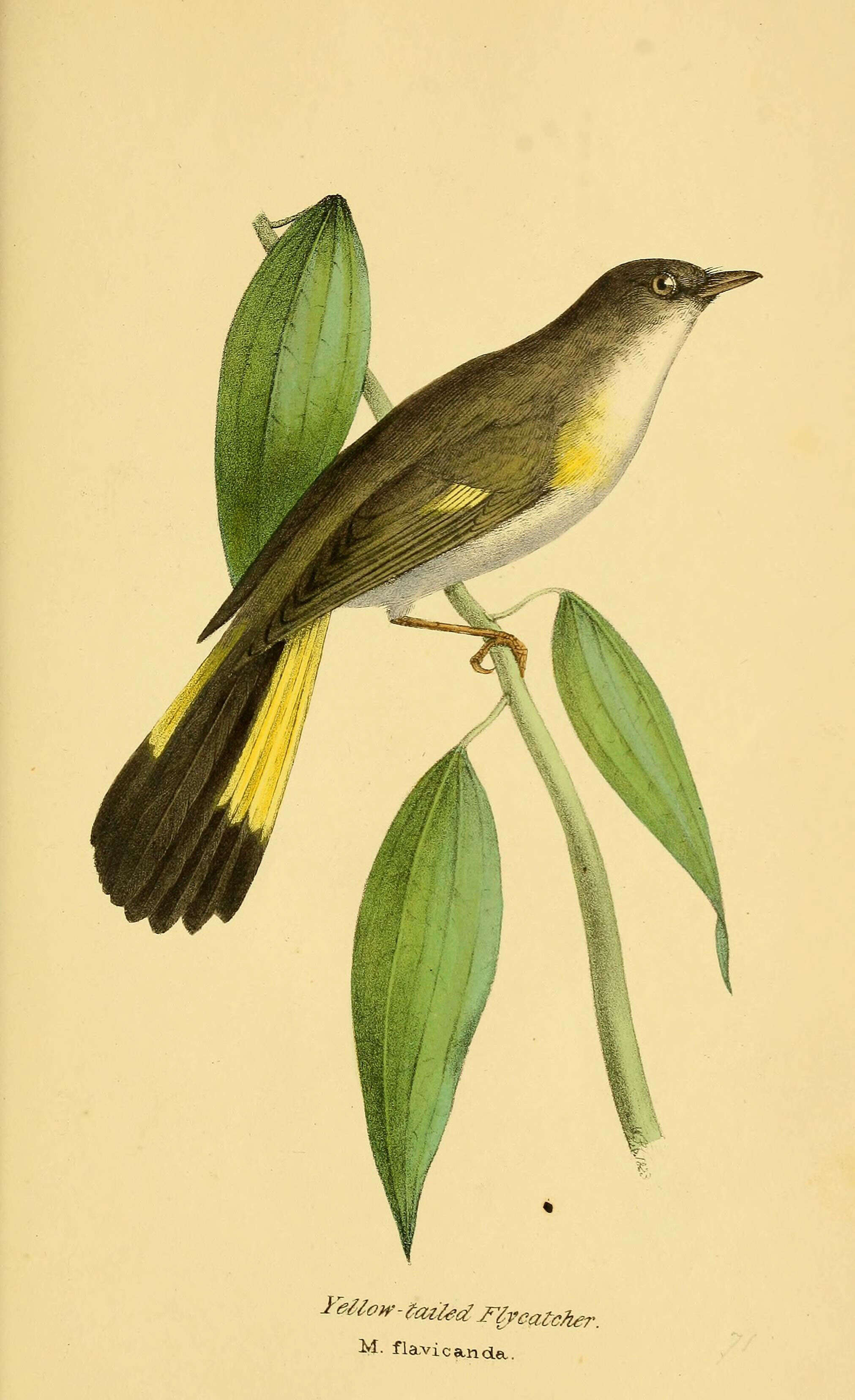 Image de Setophaga Swainson 1827