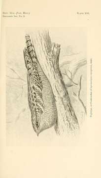 Image of Caprimulgus Linnaeus 1758