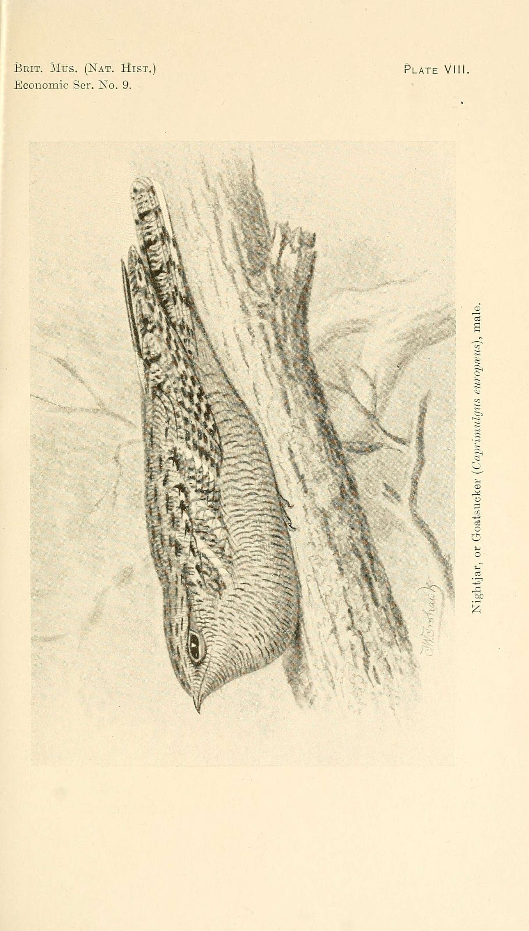 Слика од Caprimulgus Linnaeus 1758