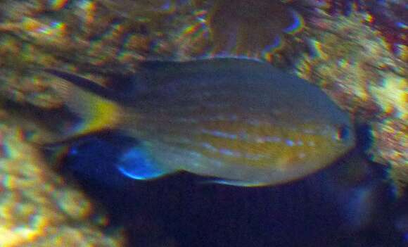 Image of Vanderbilt's Chromis