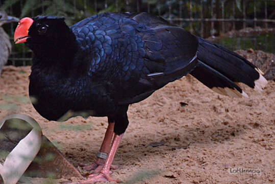 Image of Razor-billed Curassow