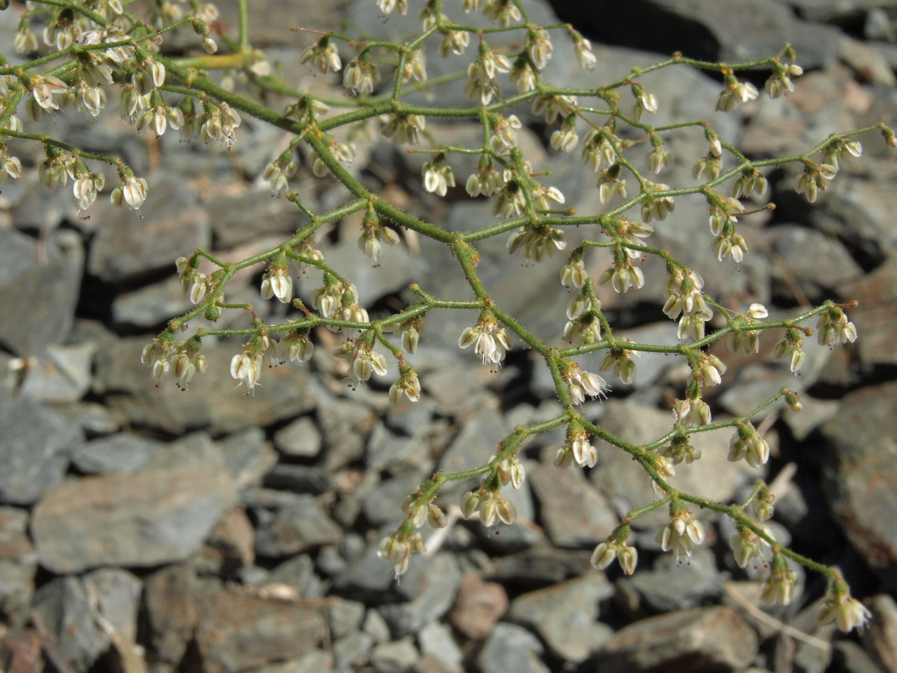 Imagem de Eriogonum brachypodum Torr. & Gray