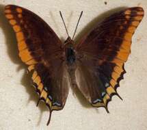 Image of Charaxes