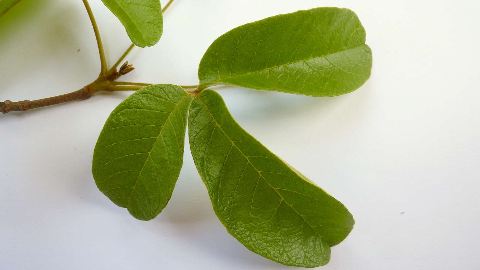 Image of Vitex rufescens A. Juss.