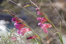 Image of Gladiolus illyricus W. D. J. Koch