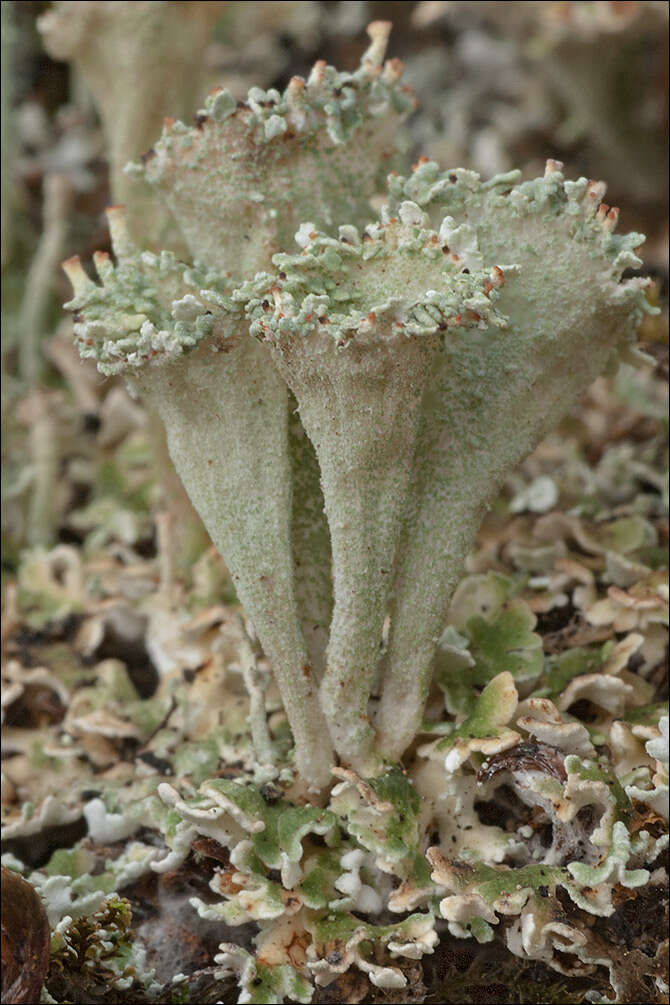 Image of cup lichen