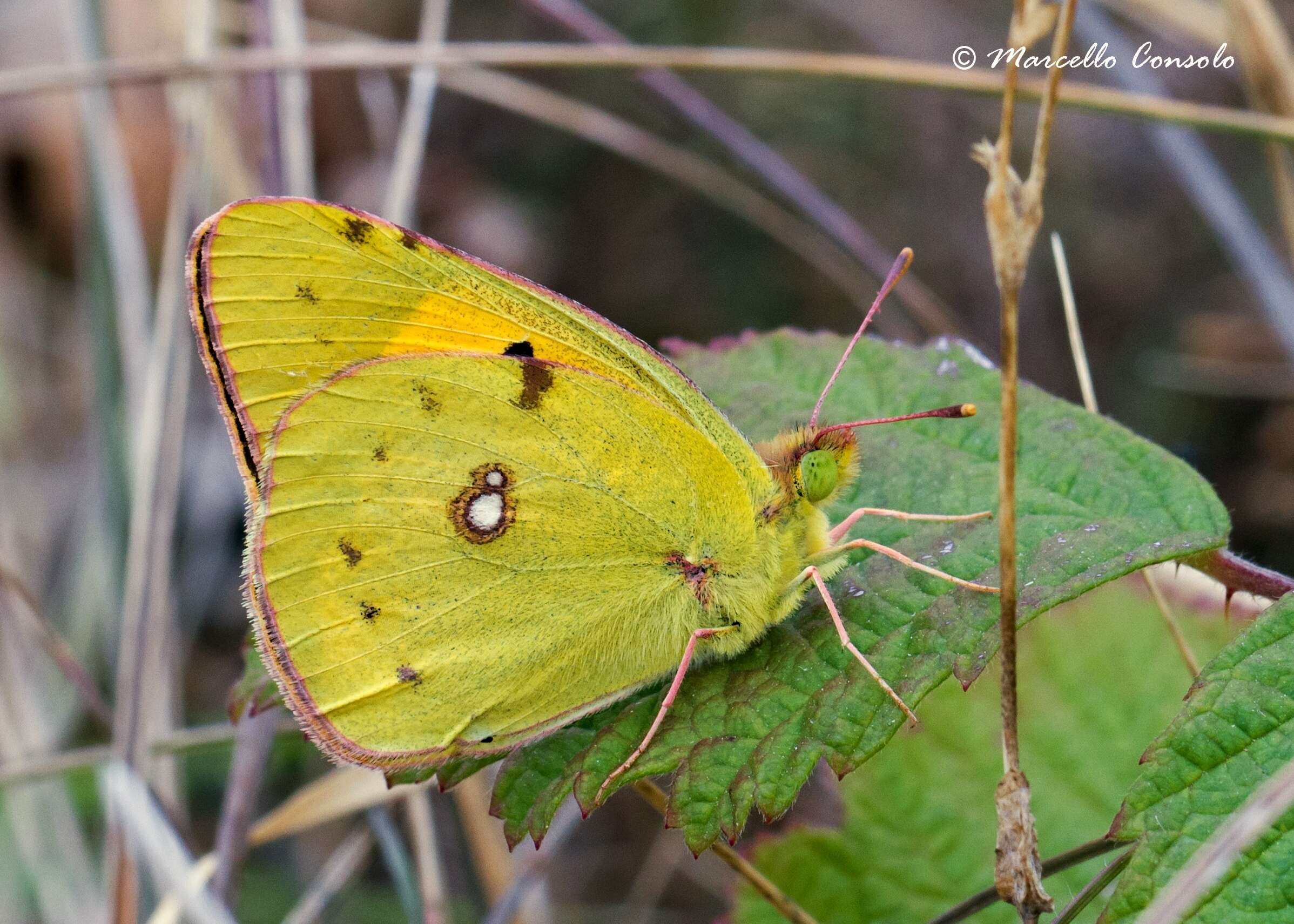 Image of Colias