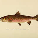 Image of Dolly Varden