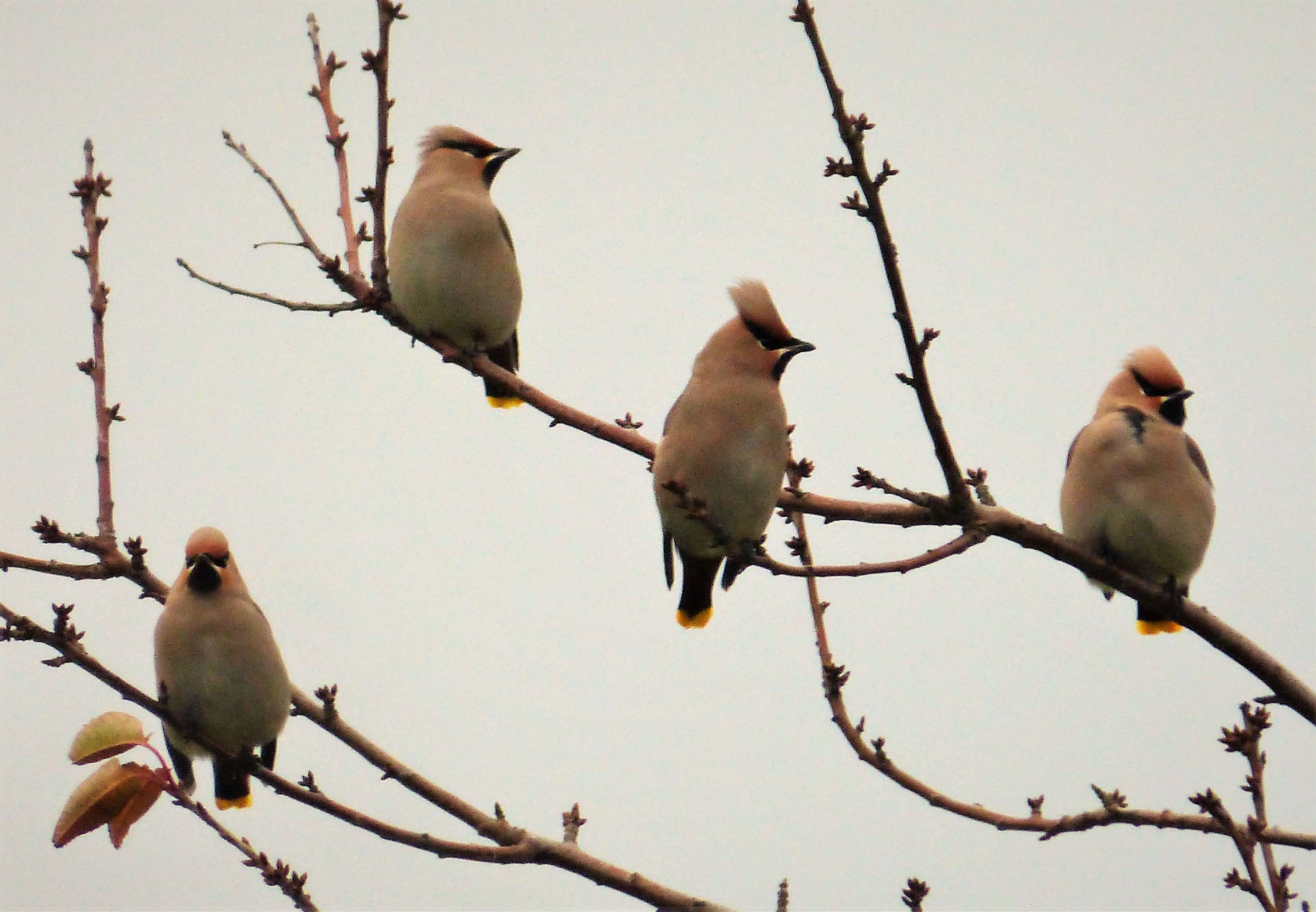 Image of waxwings and relatives