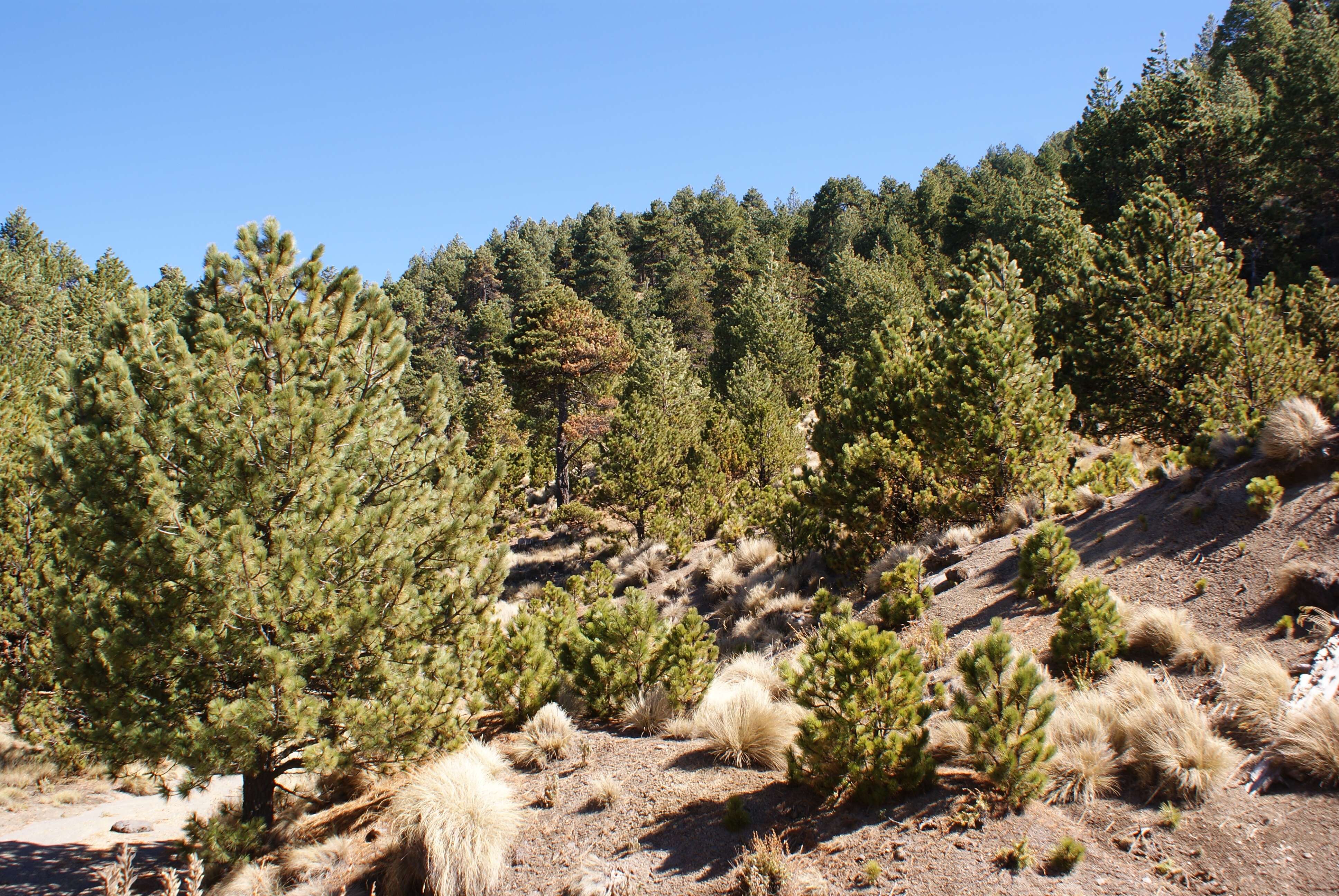 صورة Pinus hartwegii Lindl.