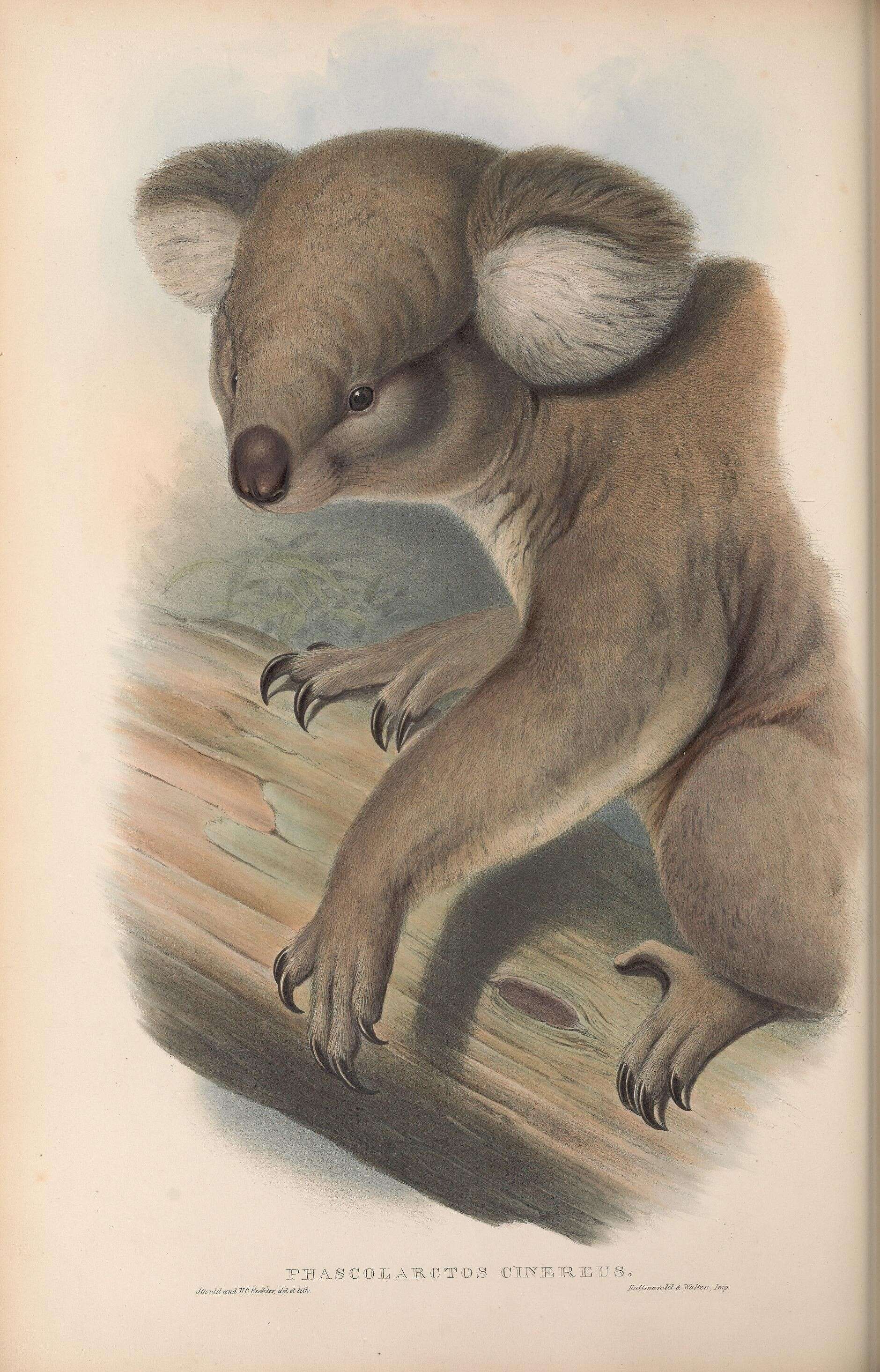 Image of Wombats and Koalas