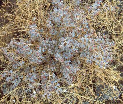 Image de Atriplex confertifolia (Torr. & Frem.) S. Wats.