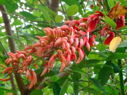 Image of Coral tree