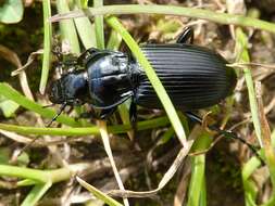 Plancia ëd Pterostichus (Petrophilus) melanarius (Illiger 1798)