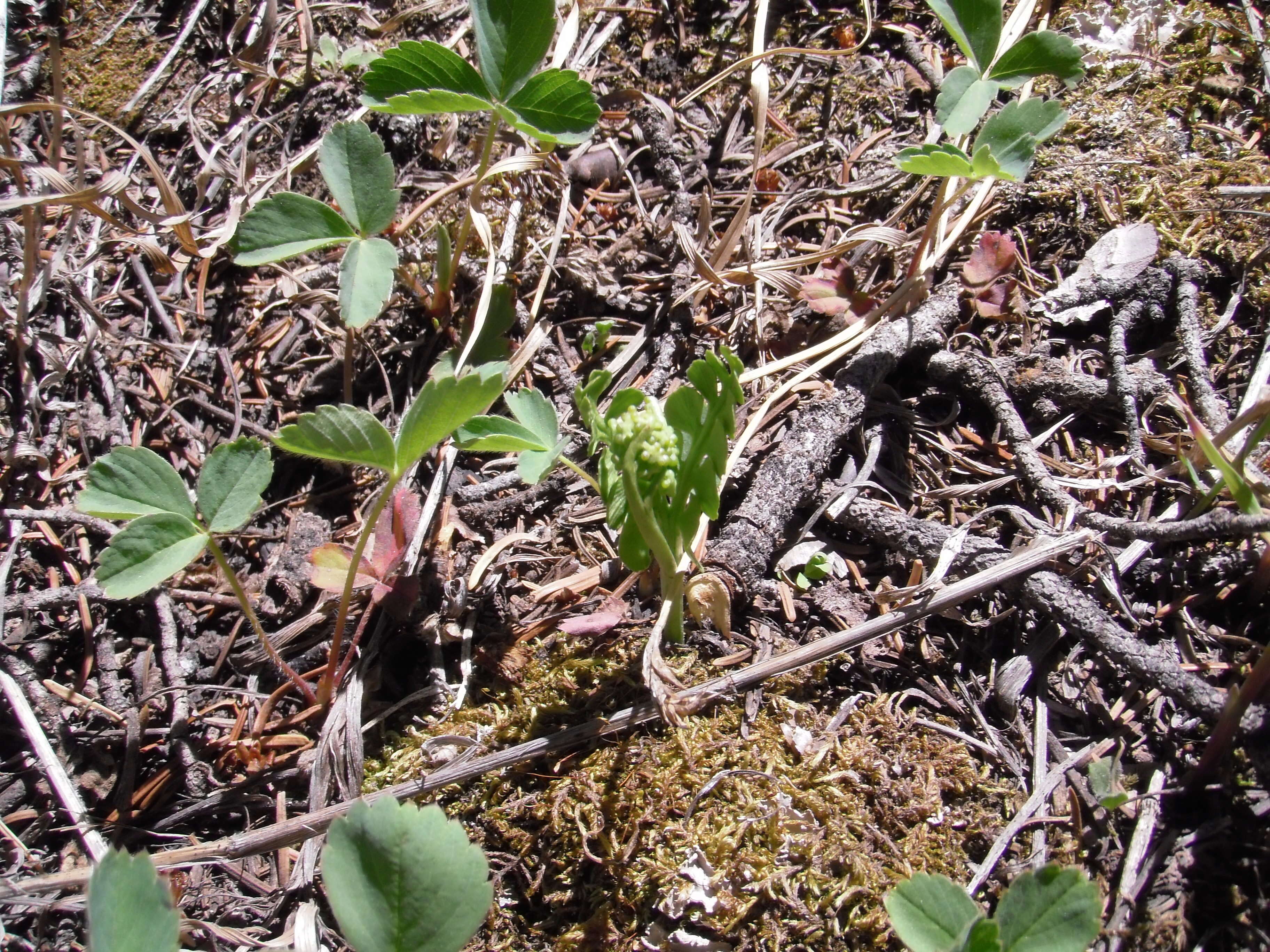 Image of Botrychium neolunaria Stensvold & Farrar