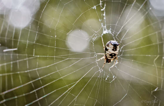 Image of White Micrathena