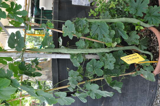 Image of Snake Gourds