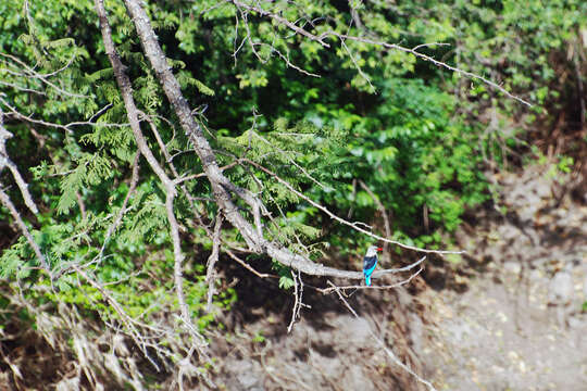 Image of Chestnut-bellied Kingfisher