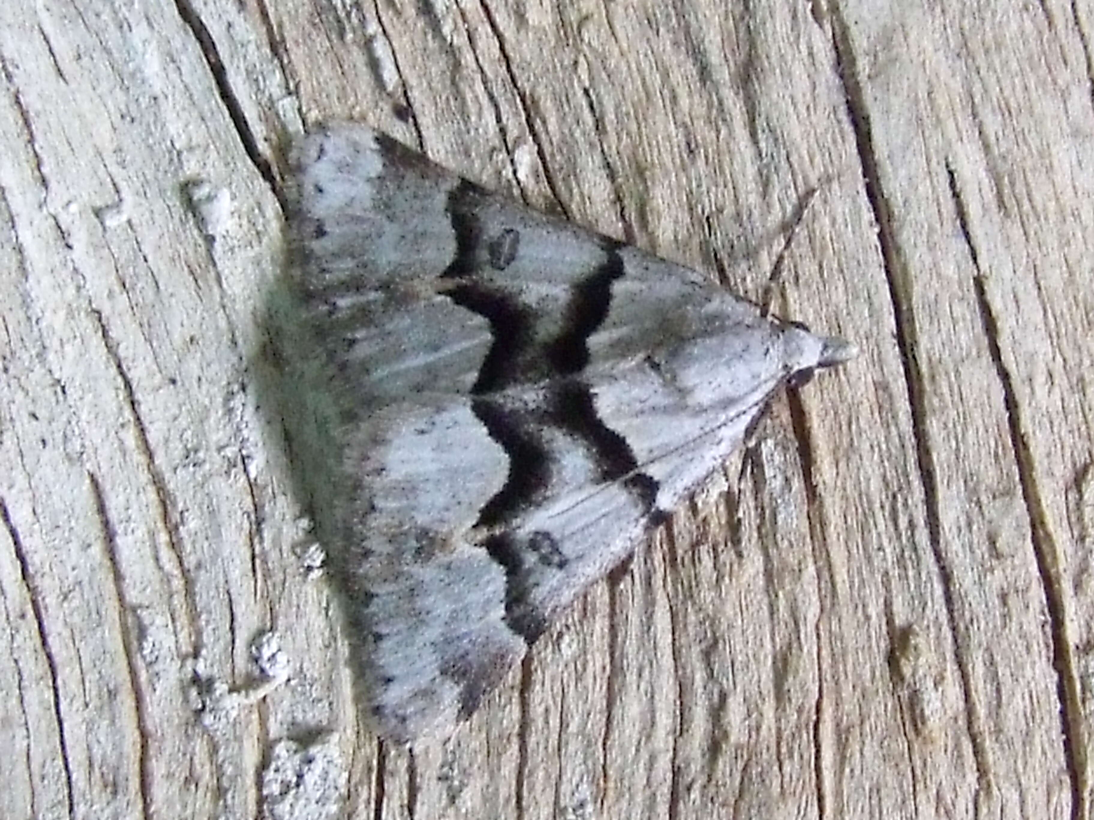 Plancia ëd Dichromodes