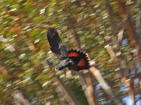 Image of Calyptorhynchus Desmarest 1826