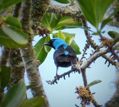 Image of Blue Dacnis