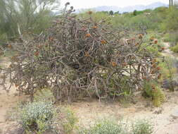 Imagem de Cylindropuntia versicolor (Engelm. ex J. M. Coult.) F. M. Knuth