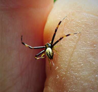 Image of Flower Crab Spiders