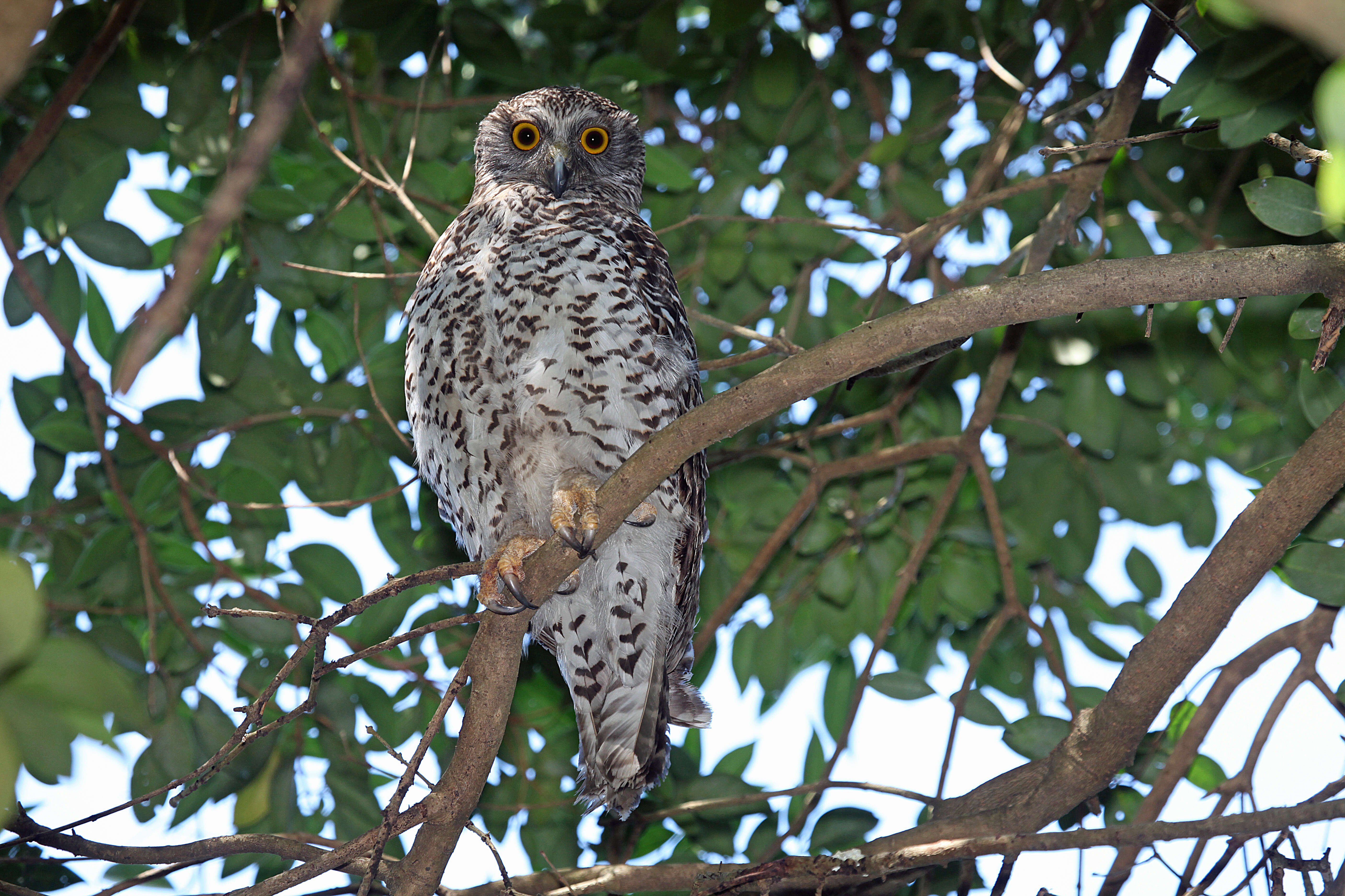 Image of Ninox Hodgson 1837