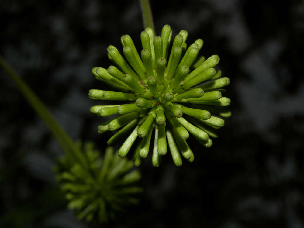 Image of Cojoba sophorocarpa (Benth. & Hook. fil.) Britton & Rose