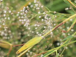 Image of Gypsophila