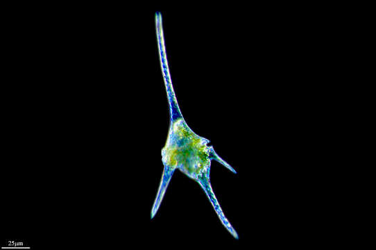 Image of Ceratium furcoides