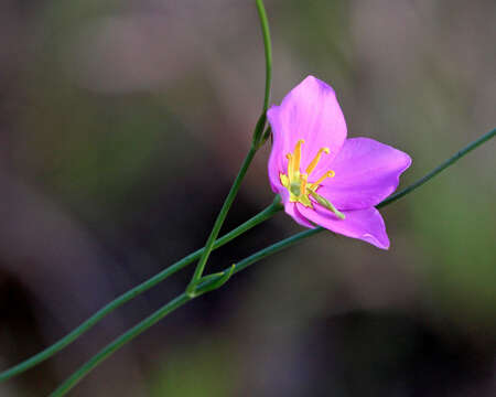 Image of largeflower rose gentian