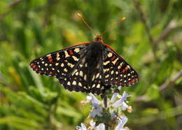 Image of Euphydryas chalcedona