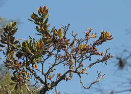 Image of Rusty Lyonia