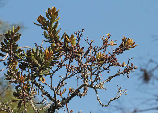 Image of rusty staggerbush