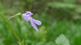 Image of Lobelia trigonocaulis F. Muell.