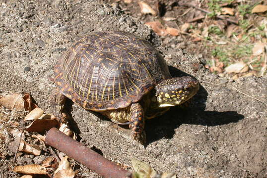 Image of box turtle