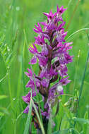 Dactylorhiza incarnata (L.) Soó resmi