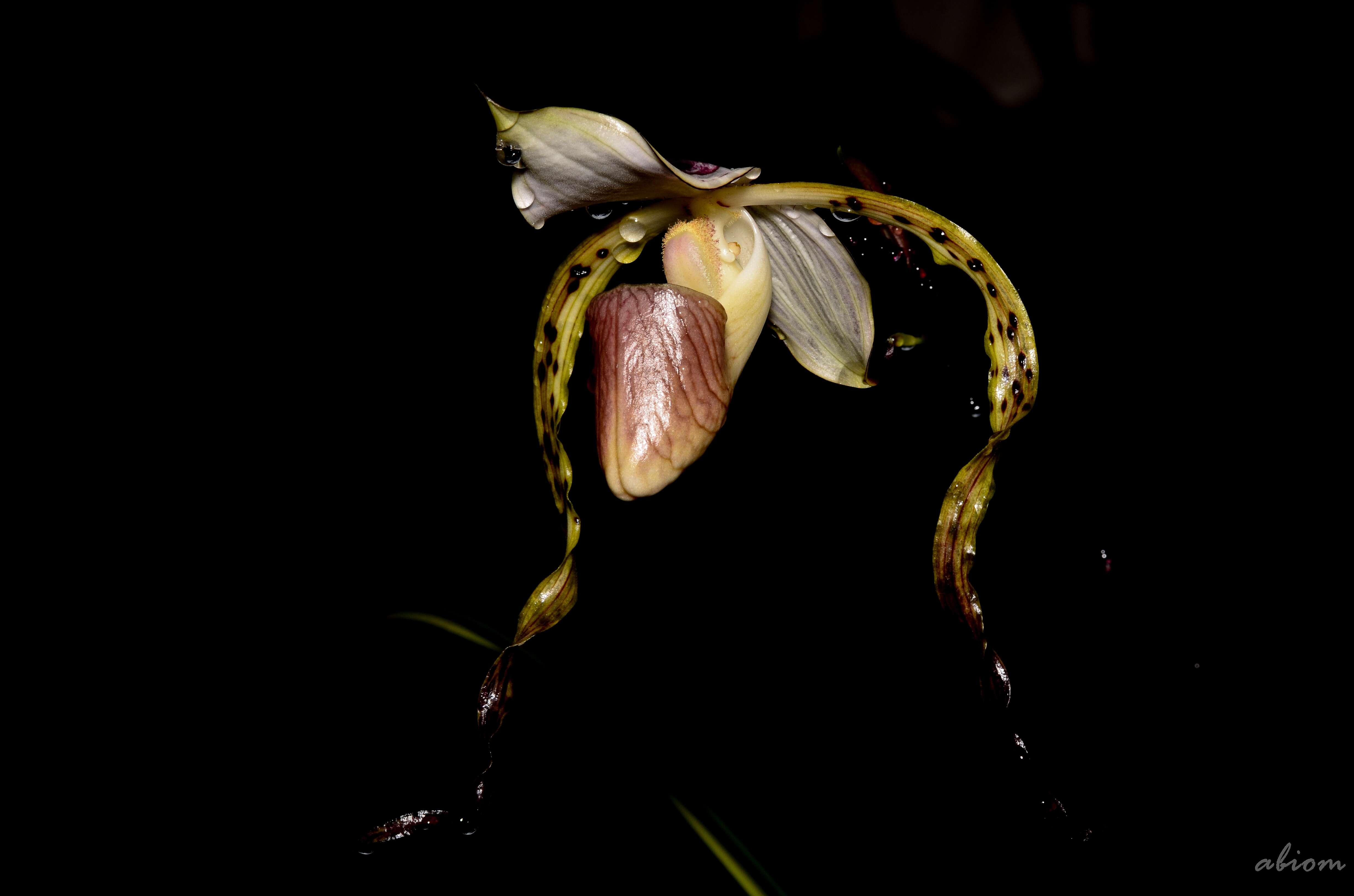 Image de Paphiopedilum stonei (Hook.) Stein