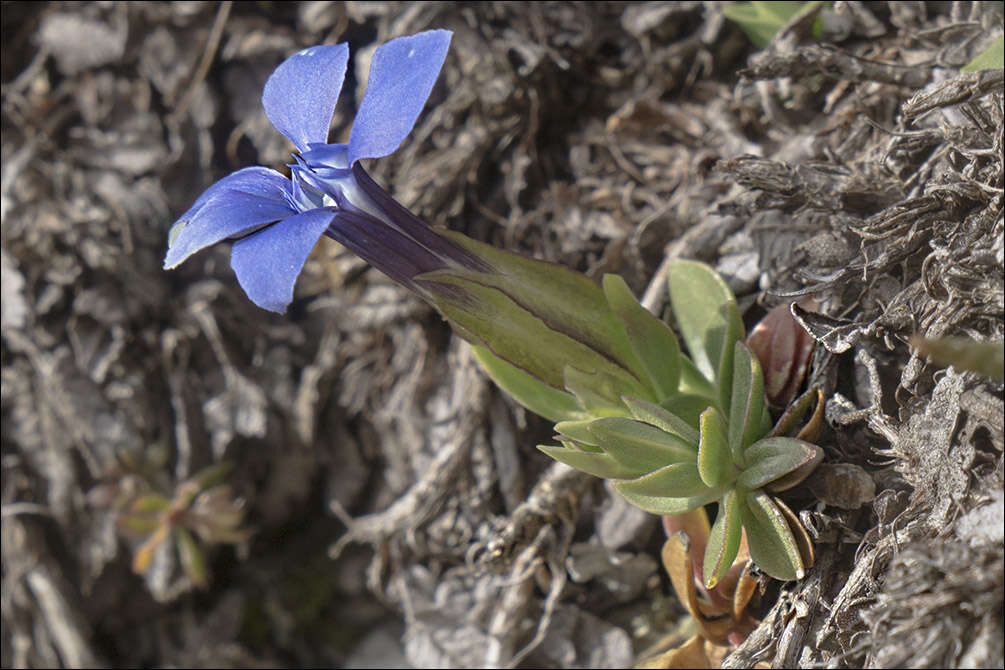 Image of Gentiana brachyphylla subsp. favratii (Rittener) Tutin