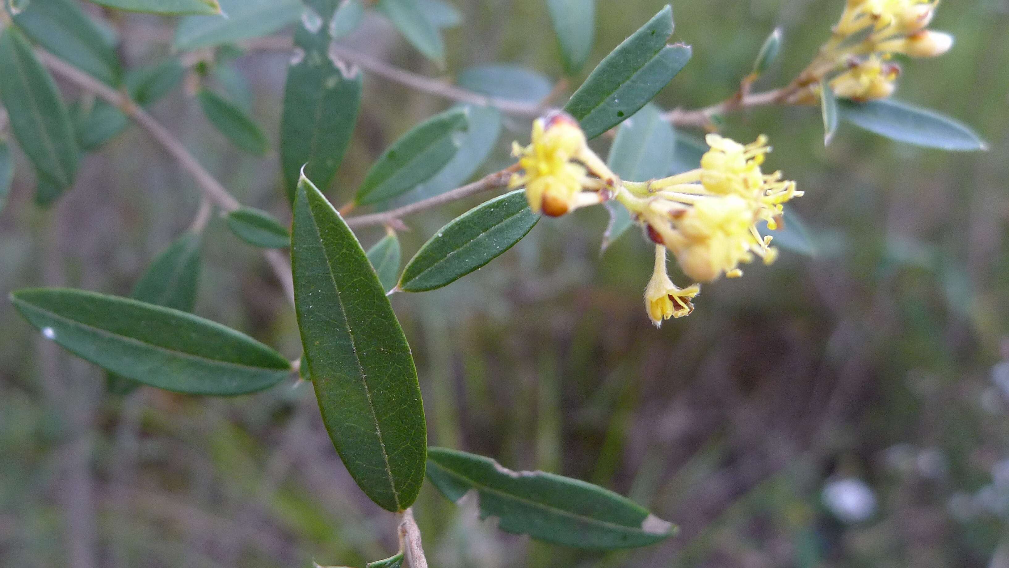 Image of Pomaderris andromedifolia A. Cunn.