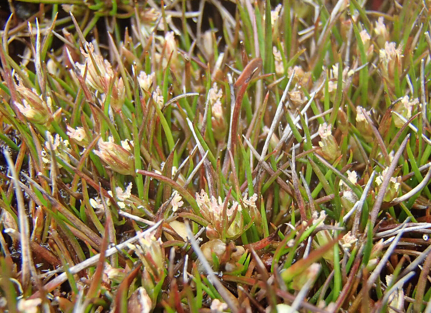 Image of Juncus ratkowskyanus L. A. S. Johnson