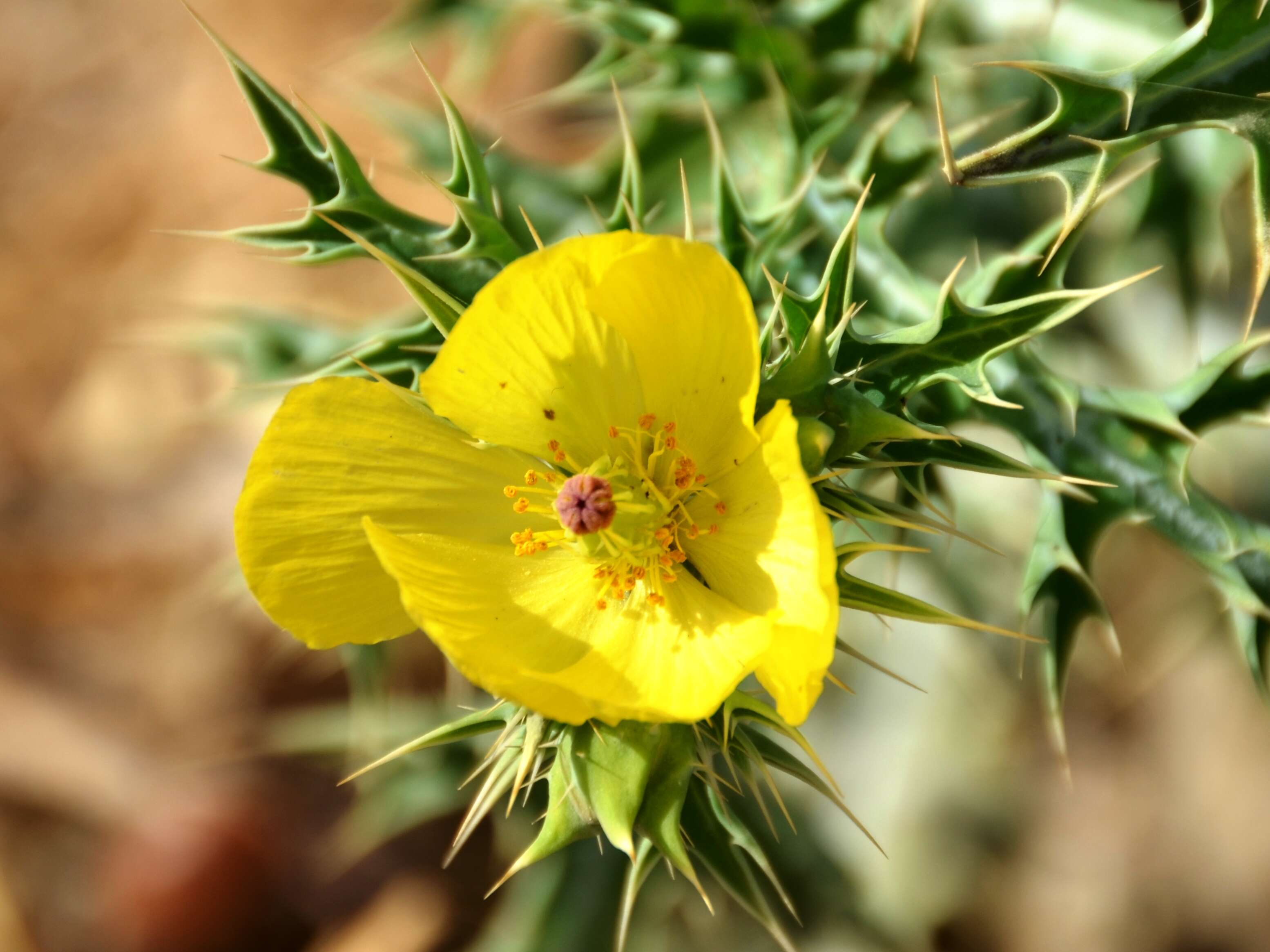 Image of pricklypoppy