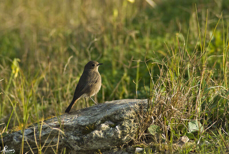 Image of Black Redstart