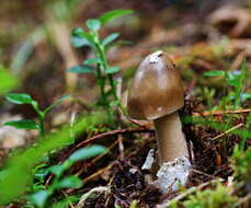 Image of Umber-zoned ringless amanita