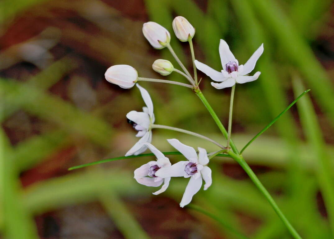 Image of Florida milkweed