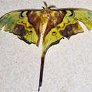 Image of Actias philippinica Nässig & Treadaway 1997