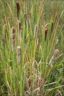 Image of Bulrush