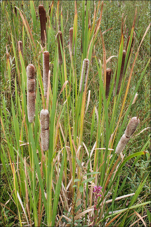 Image of Bulrush