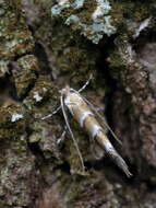 Image of horse-chestnut leaf miner